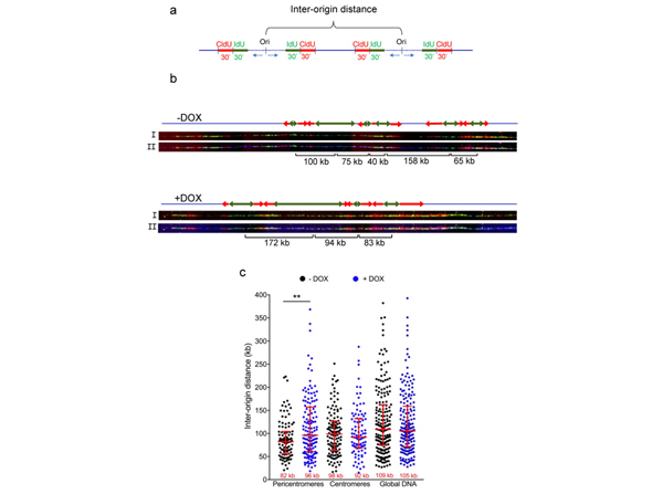 Immunofluorescence using Streptavidin Biotin